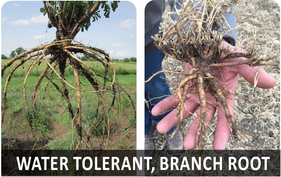 2000_DB AquaMaxx Alfalfa